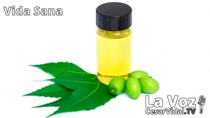 Vida Sana: El árbol maravilla. El poderoso aceite de Neem (2) - 21/10/20