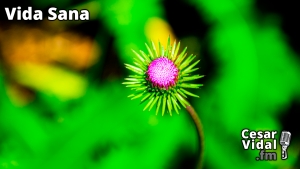 Vida Sana: Plantas silvestres comestibles - 24/01/24