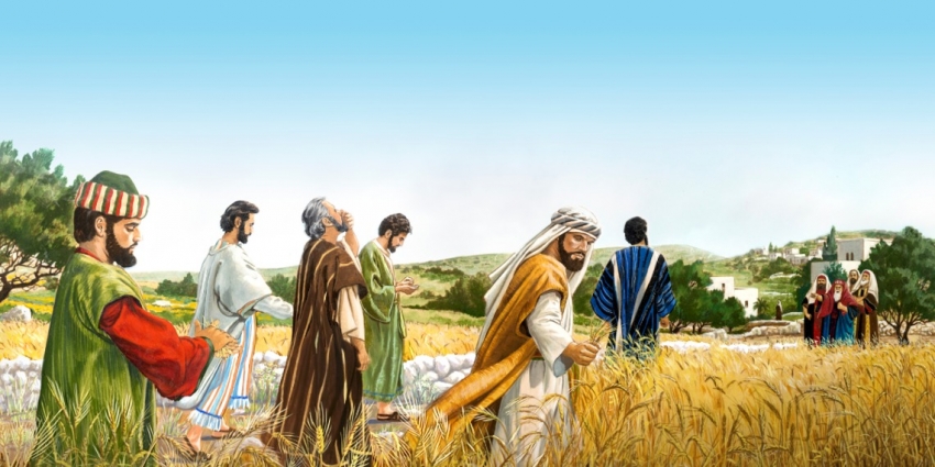 Jesús y sus discípulos arrancaros espigas durante el Shabbat