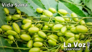 Vida Sana: El árbol maravilla. El poderoso aceite de Neem - 14/10/20